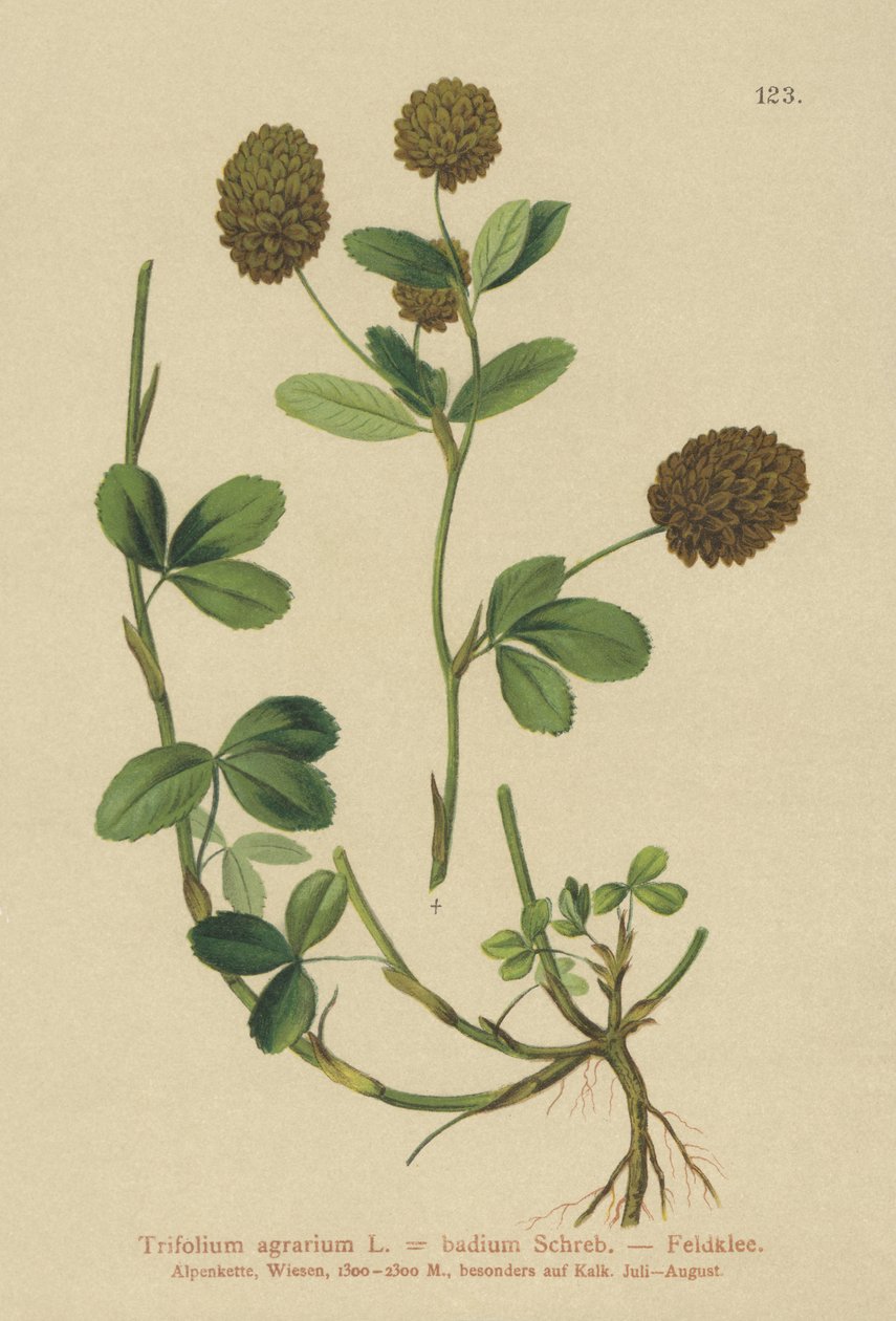 Brown Clover by German School