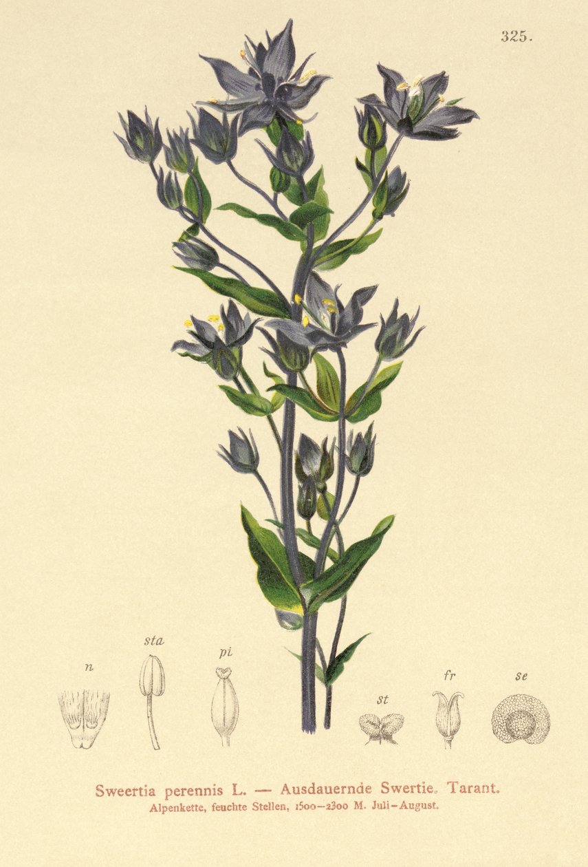 Felwort by German School