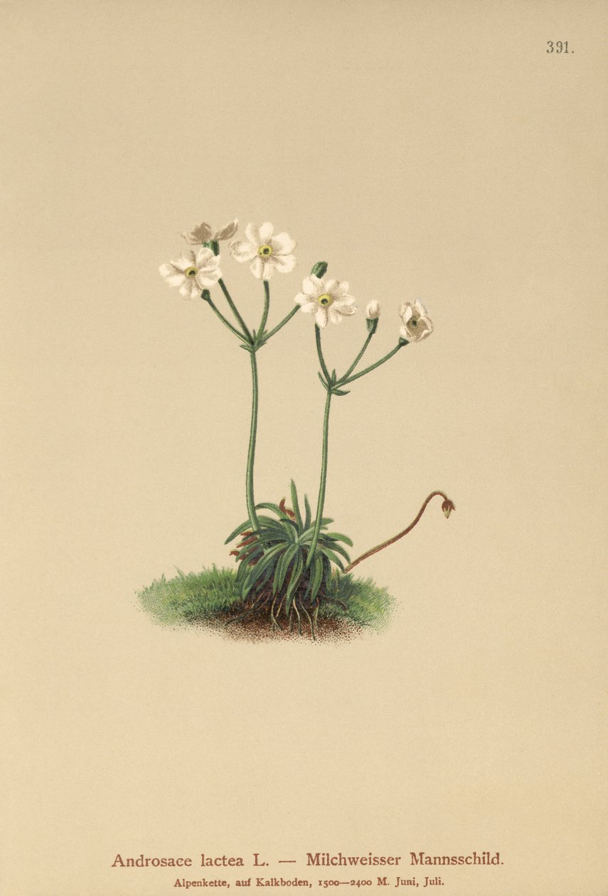 Milkwhite Rock-jasmine (Androsace lactea, Androsace lactiflora)  by German School