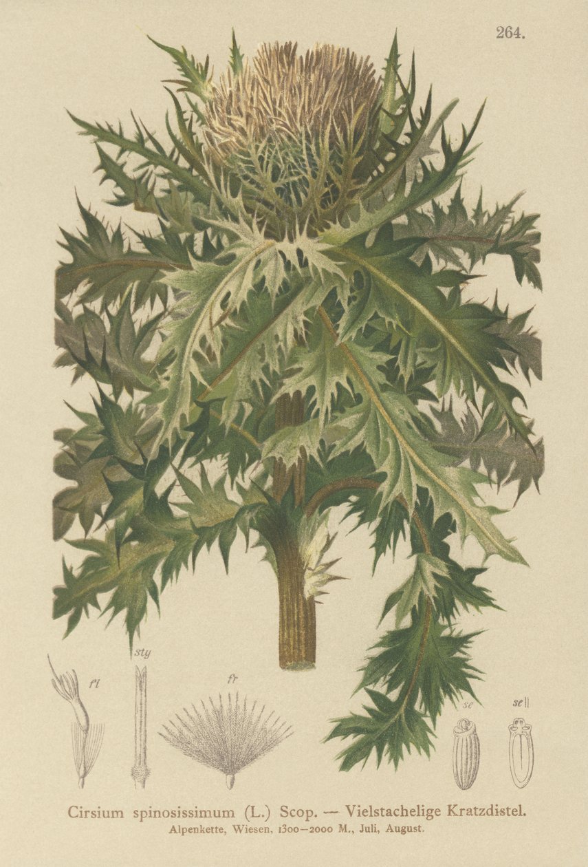 Spiniest Thistle (Cirsium spinosissimum)  by German School