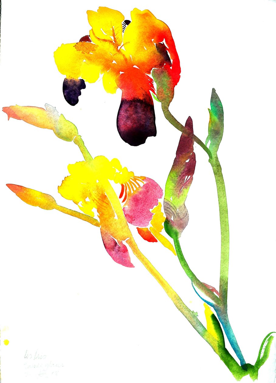 Yellow Irises by Simon Fletcher