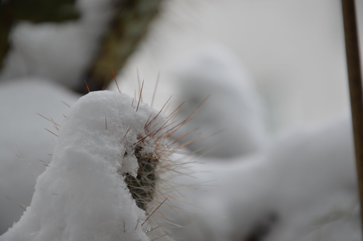 Cacti in Winter by Detlef Georgi