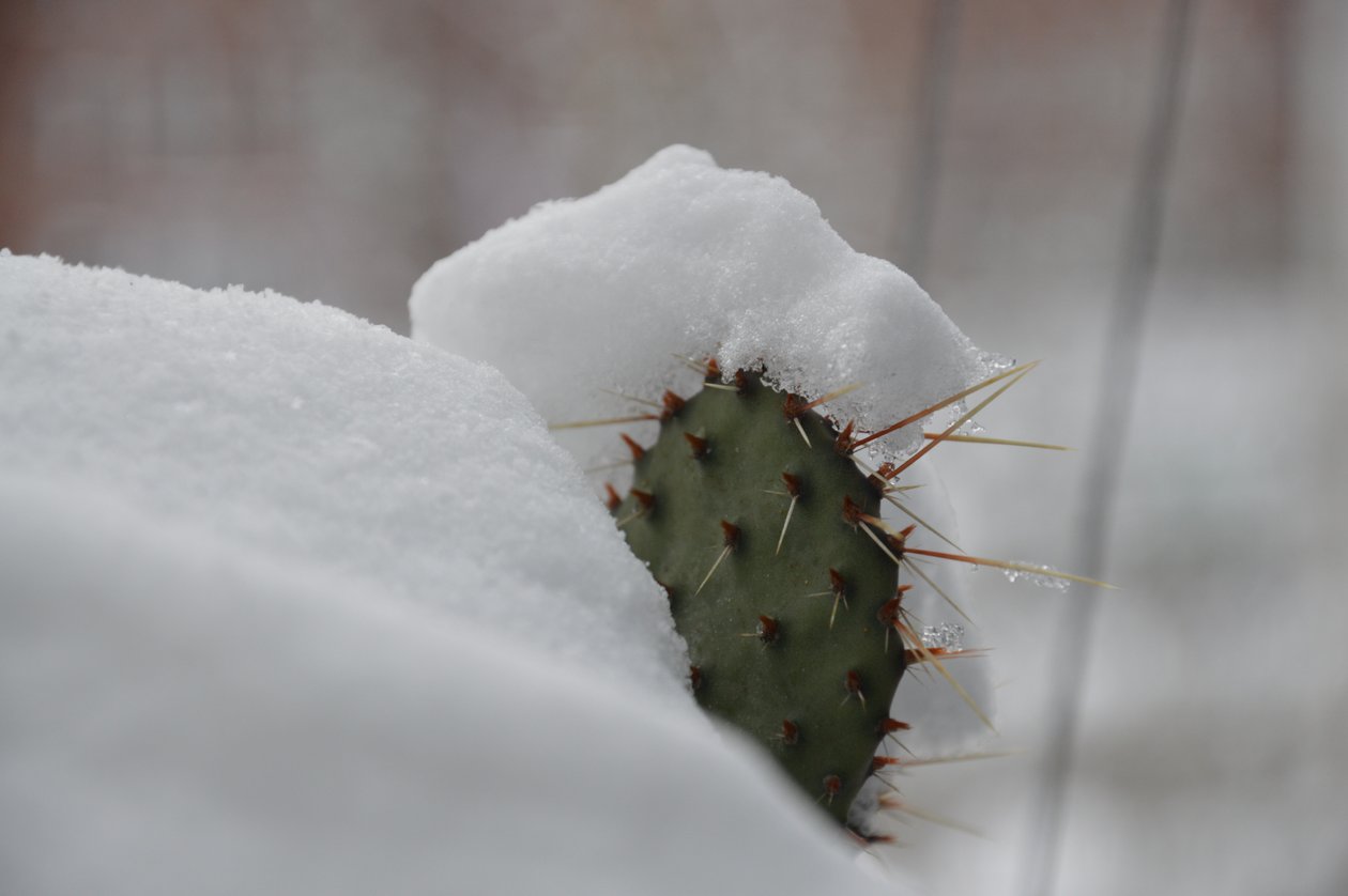 Cacti in Winter II by Detlef Georgi