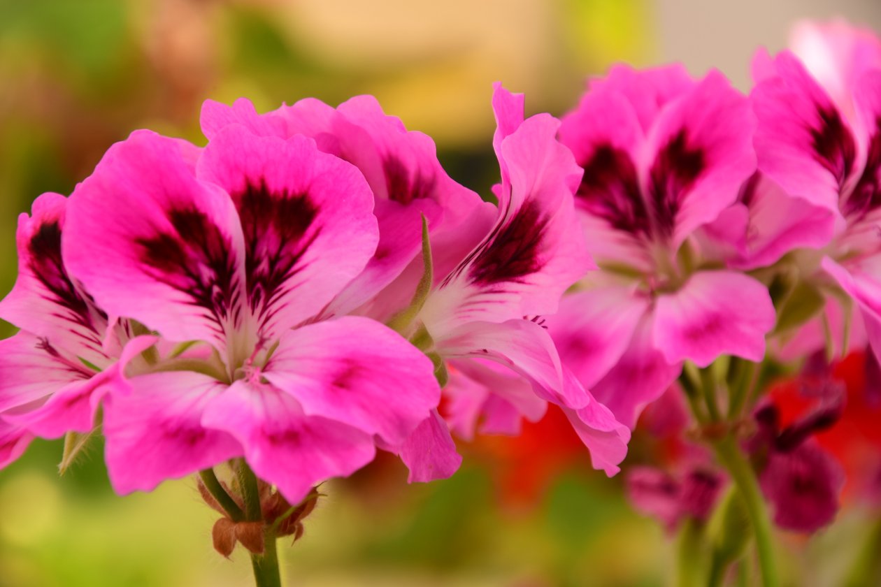 Captured Roses Against Soft Natural and Artistic Background by Albert Mansour