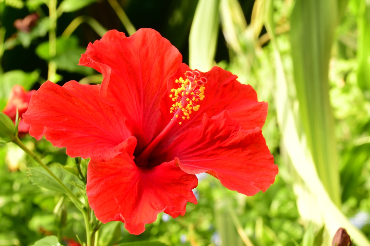 Captured Roses Against Soft Natural and Artistic Background by Albert Mansour