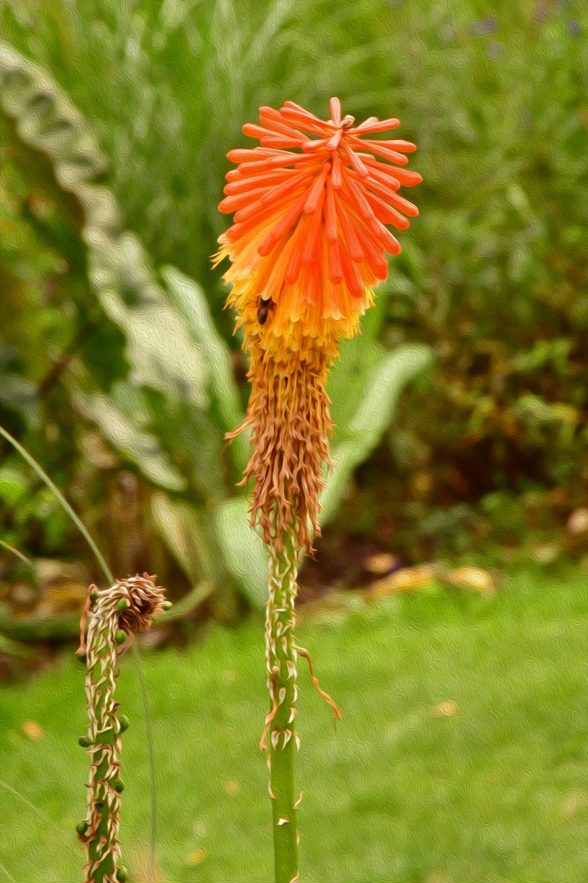 Floral Fine Art by Albert Mansour