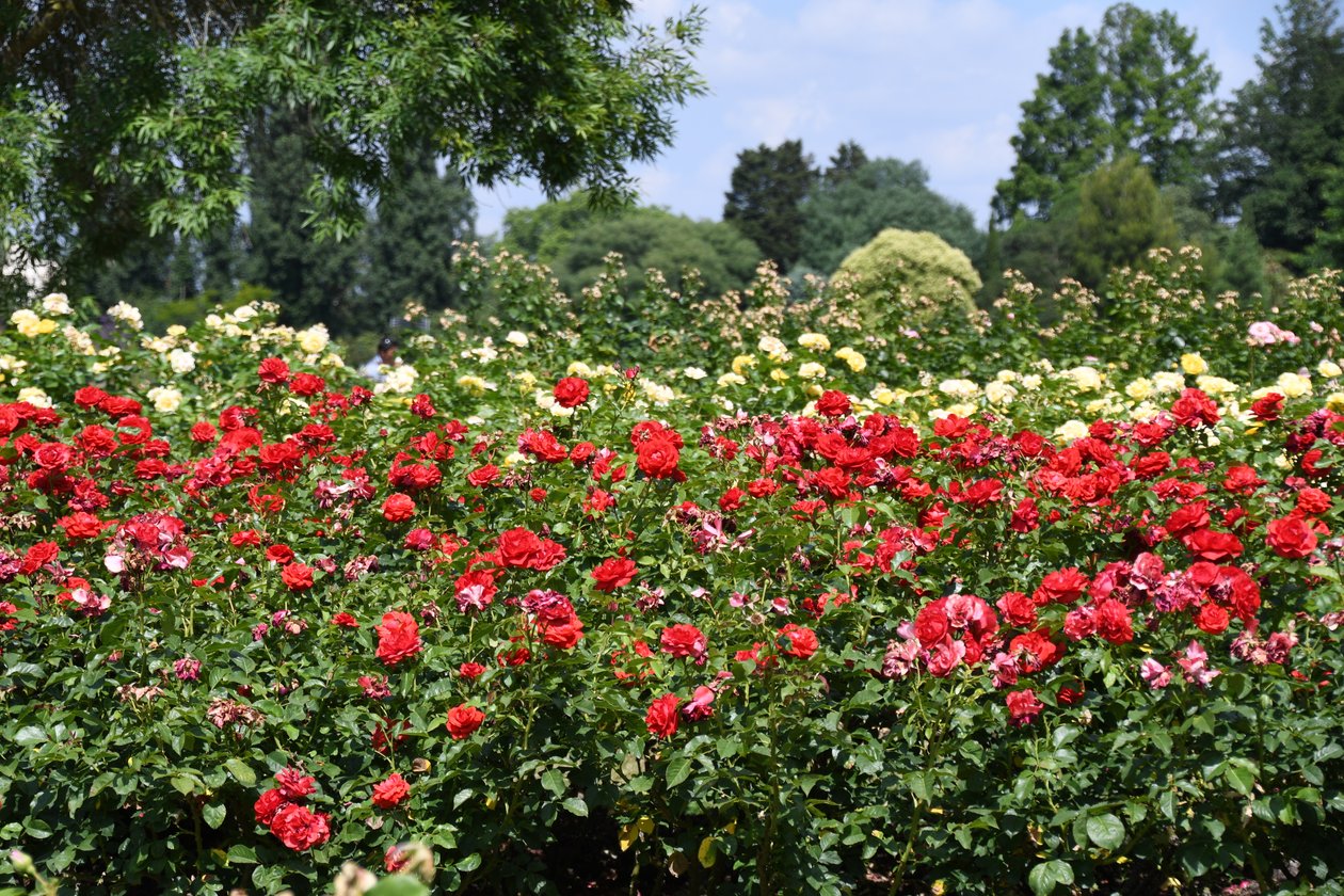 Floral Fine Art by Albert Mansour