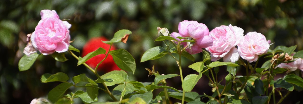 Floral Fine Art by Albert Mansour