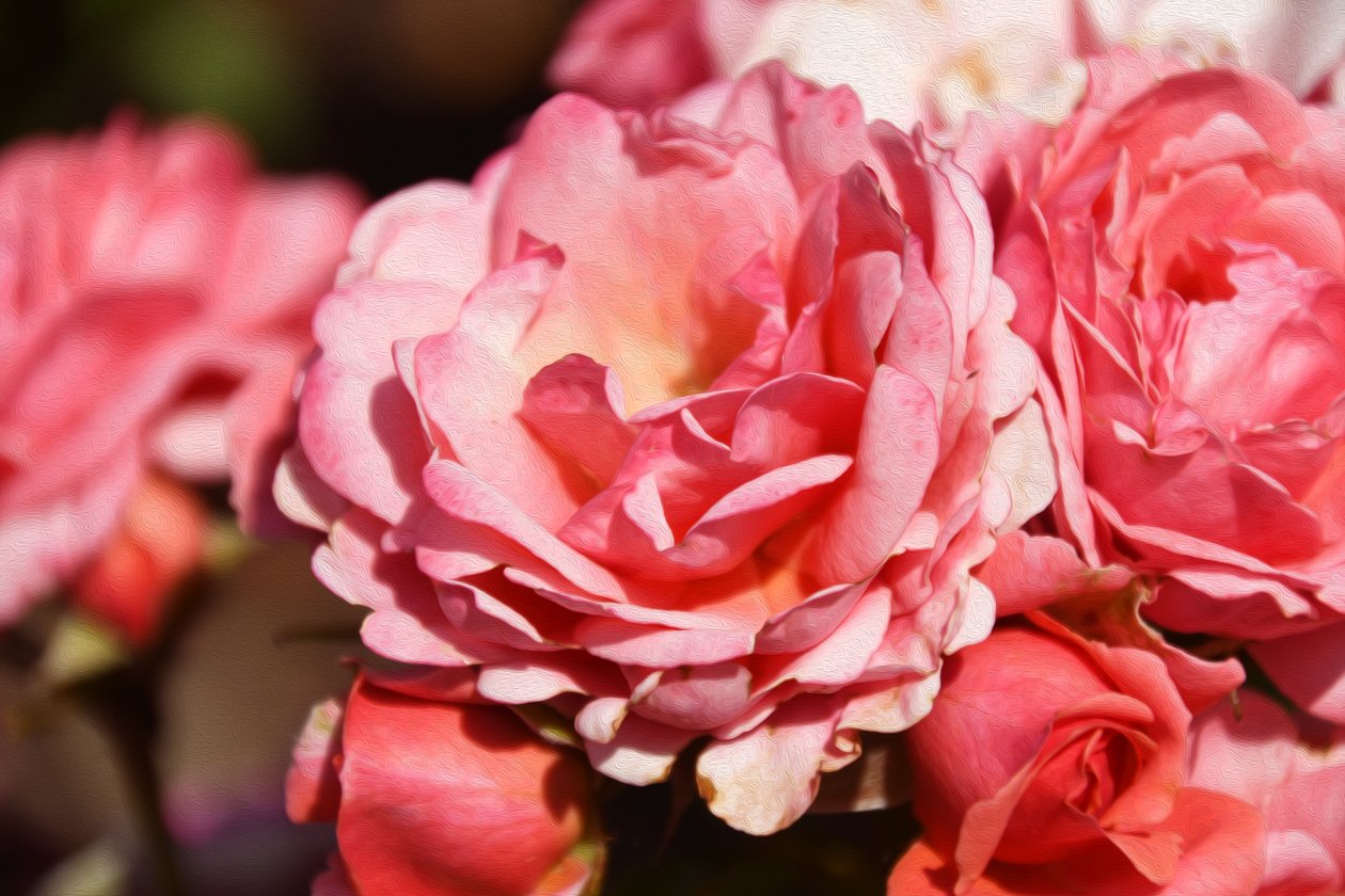 Floral Fine Art by Albert Mansour