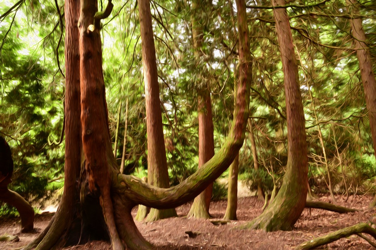 Nature Forest by Albert Mansour