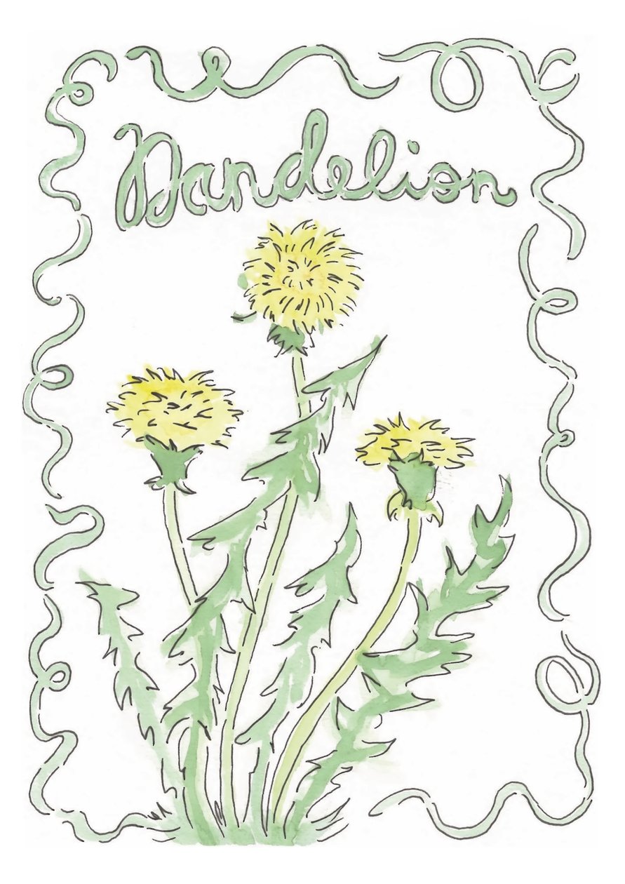 Dandelion by june art