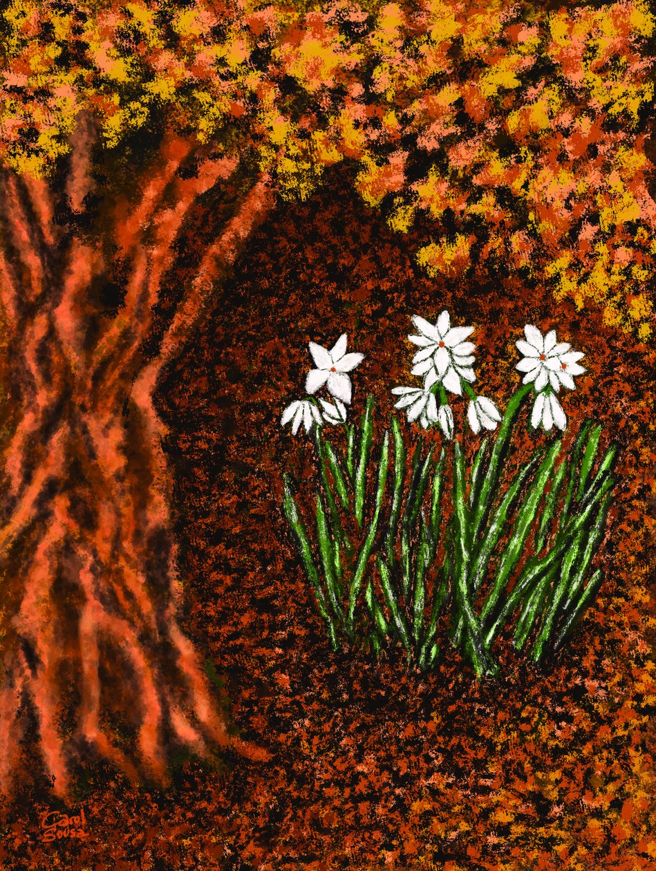 Autumn Flowers by Carol Sousa Cuello