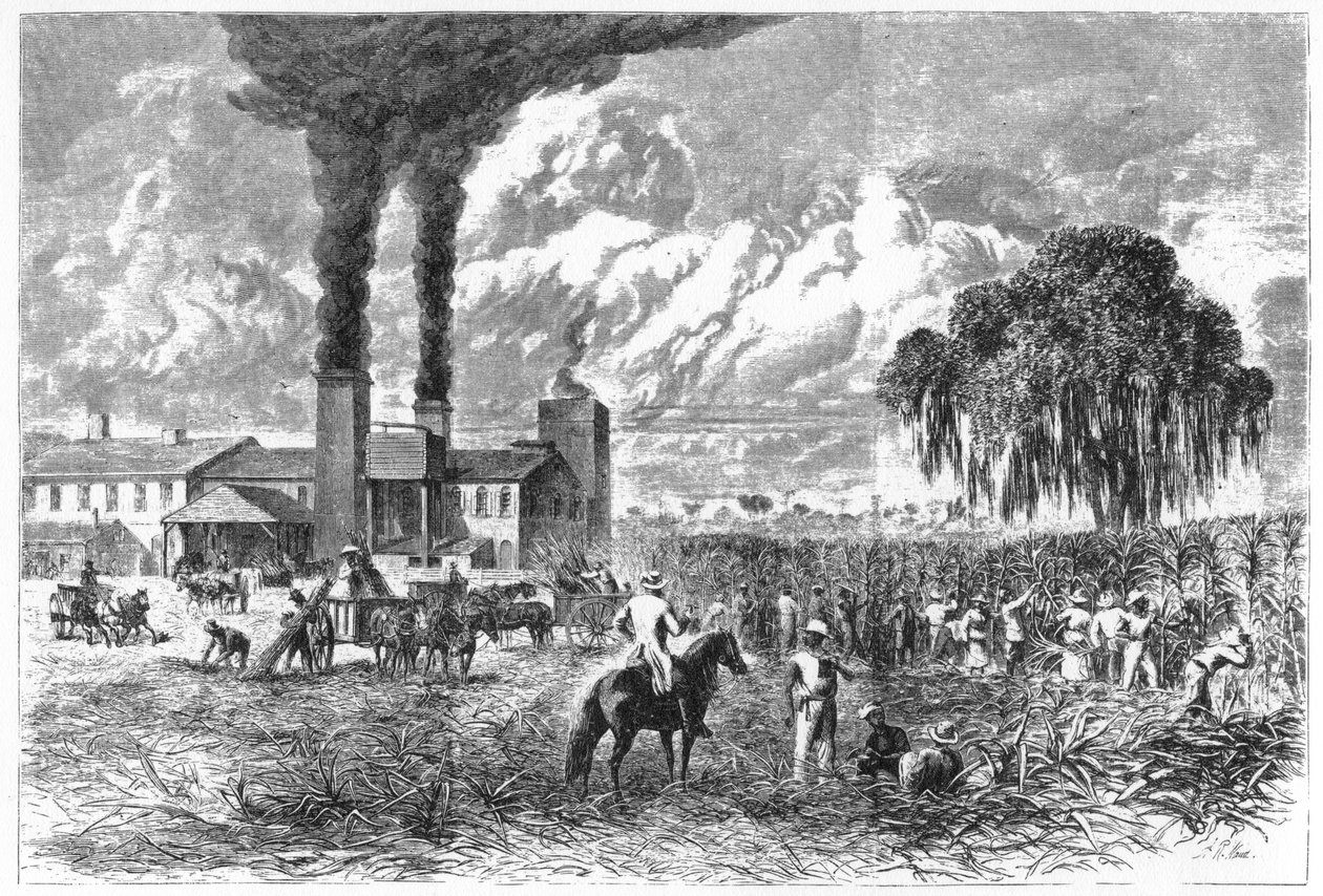 Sugar Plantation, New Orleans, 1870 by A. R. Ward
