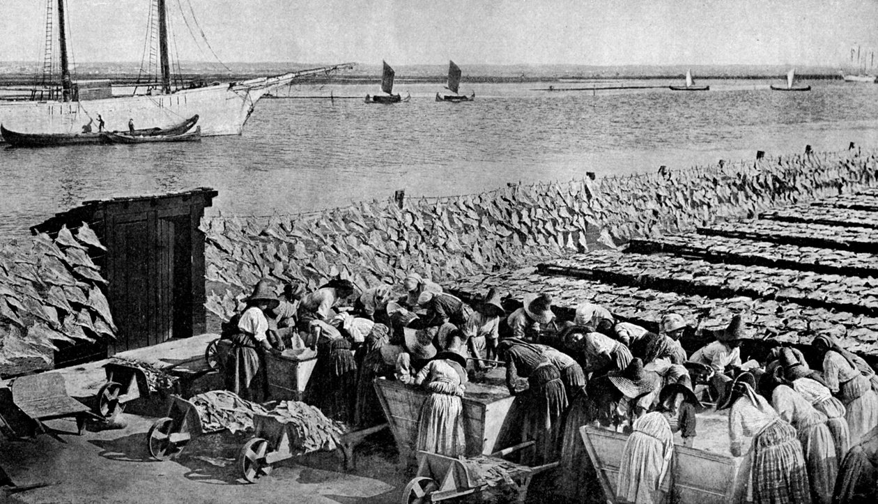 Quantities of codfish drying in the sun at Aveiro by the mouth of the Vouga, Portugal, c1930s by A. W. Cutler