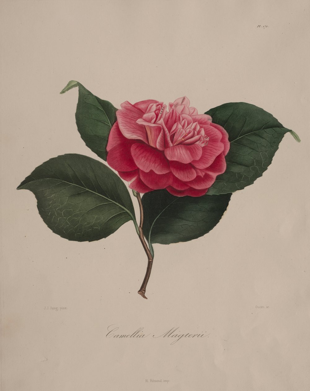 Iconography of the Camellia Genus: No. 171 by Abbé Laurent Berlèse