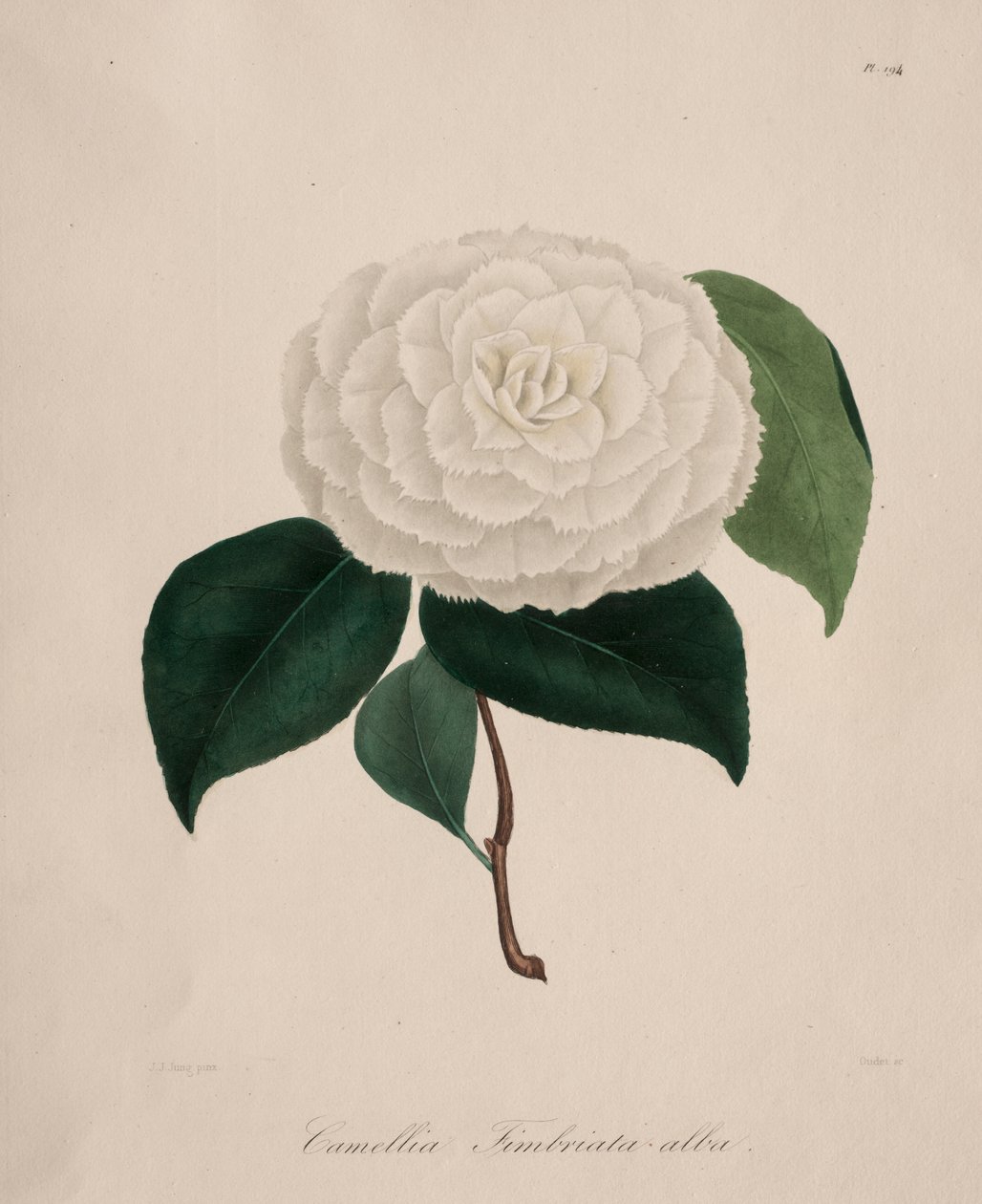 Iconography of the Camellia Genus: No. 194 by Abbé Laurent Berlèse
