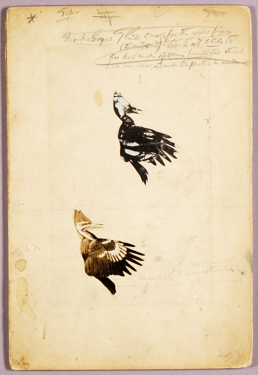 2 Rush stencils, study folder for book Concealing Coloration in the Animal Kingdom by Abbott Handerson Thayer