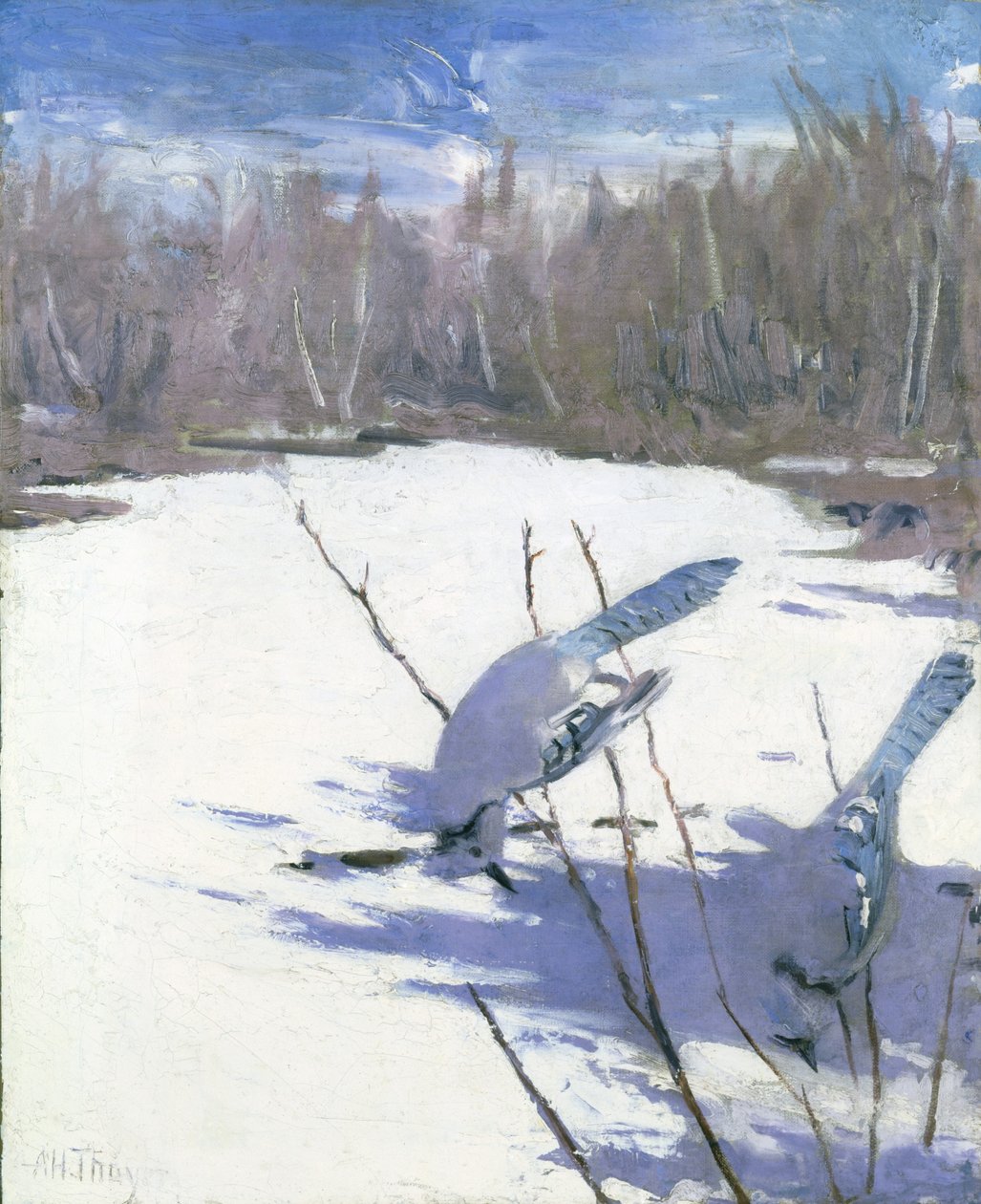 Blue Jays in Winter, study for book Concealing Coloration in the Animal Kingdom by Abbott Handerson Thayer