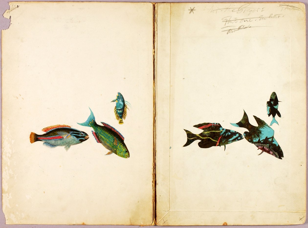 FISH, Study Folder for Book Concealing Coloration in the Animal Kingdom by Abbott Handerson Thayer