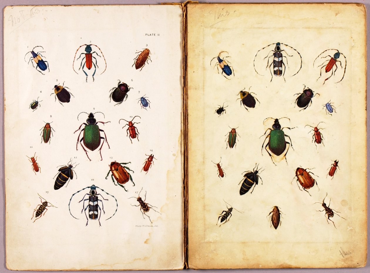 INSECTS--Colored beetles, landscape, study folder for book Concealing Coloration in the Animal Kingdom by Abbott Handerson Thayer