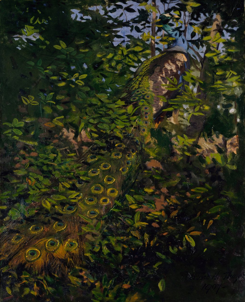 Peacock in the Woods, study for book Concealing Coloration in the Animal Kingdom by Abbott Handerson Thayer