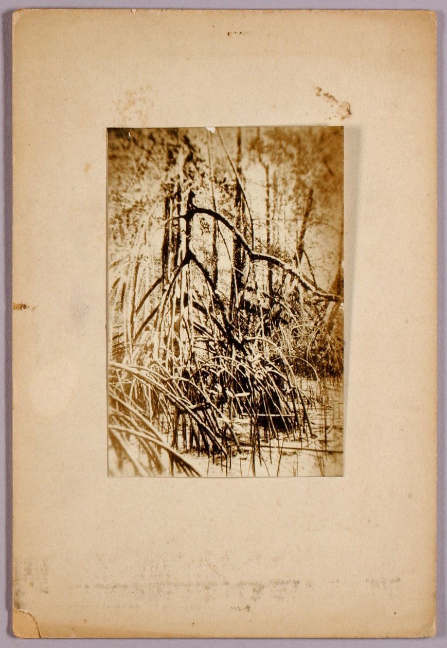 Photo of marsh, study folder for book Concealing Coloration in the Animal Kingdom by Abbott Handerson Thayer