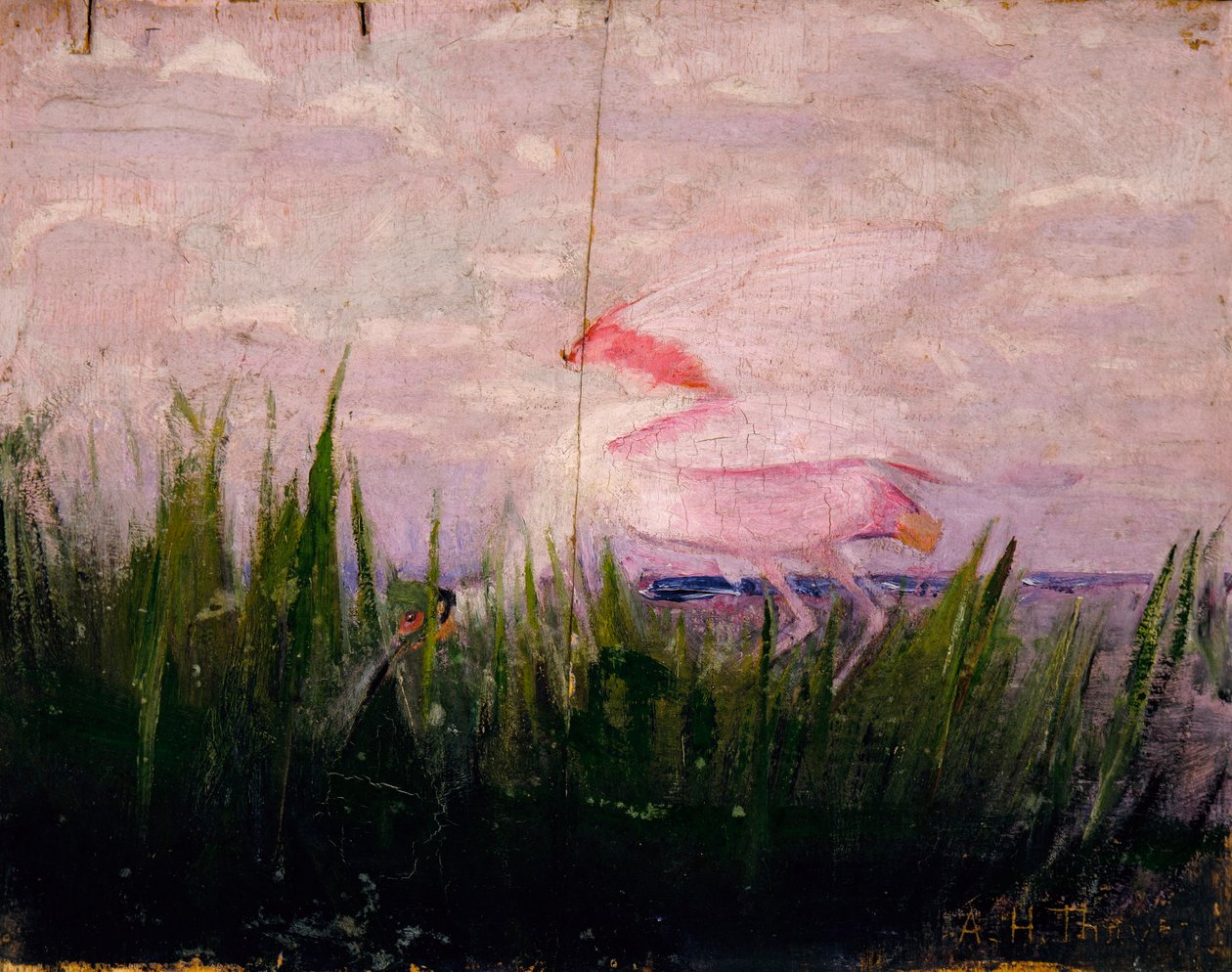 Roseate Spoonbill, study for book Concealing Coloration in the Animal Kingdom by Abbott Handerson Thayer