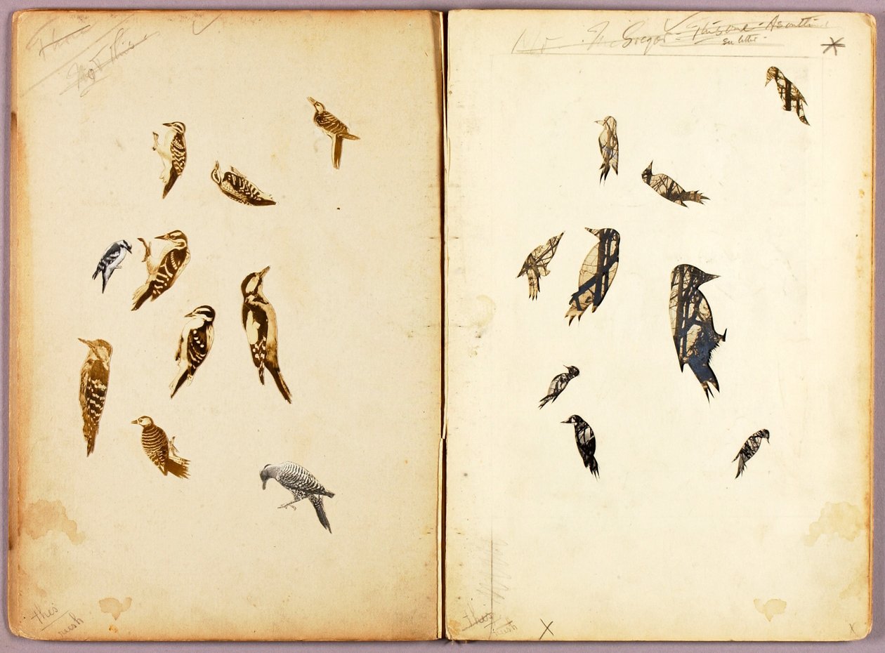 Woodpecker, study folder for book Concealing Coloration in the Animal Kingdom by Abbott Handerson Thayer