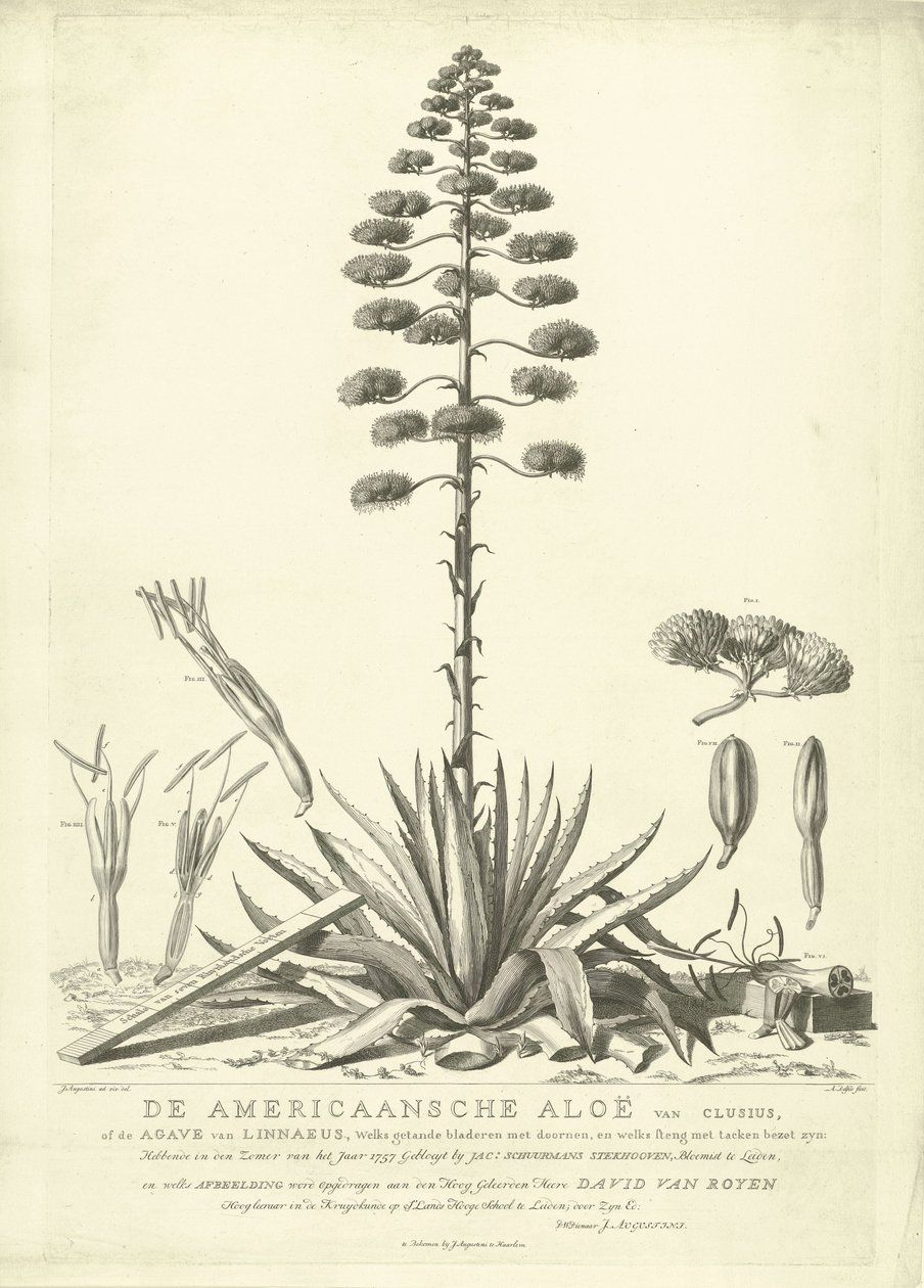 Blooming American Aloe, 1757 (De Americaansche Aloë van Clusius, of de Agave van Linnaeus) by Abraham Delfos