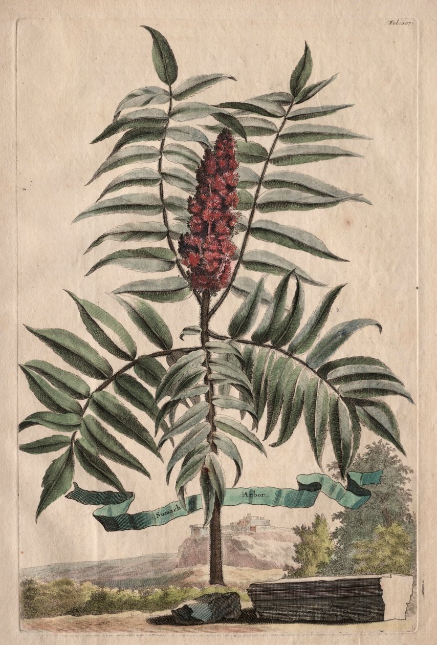 Phytographia Curiosa: Sumach Tree by Abraham Munting