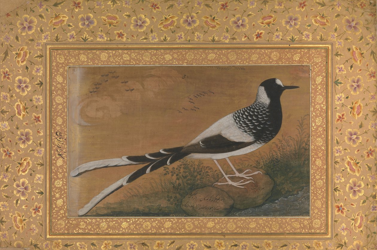Spotted Forktail, Folio from the Shah Jahan Album, recto: ca. 1610-15, verso ca. 1540 by Abu al Hasan