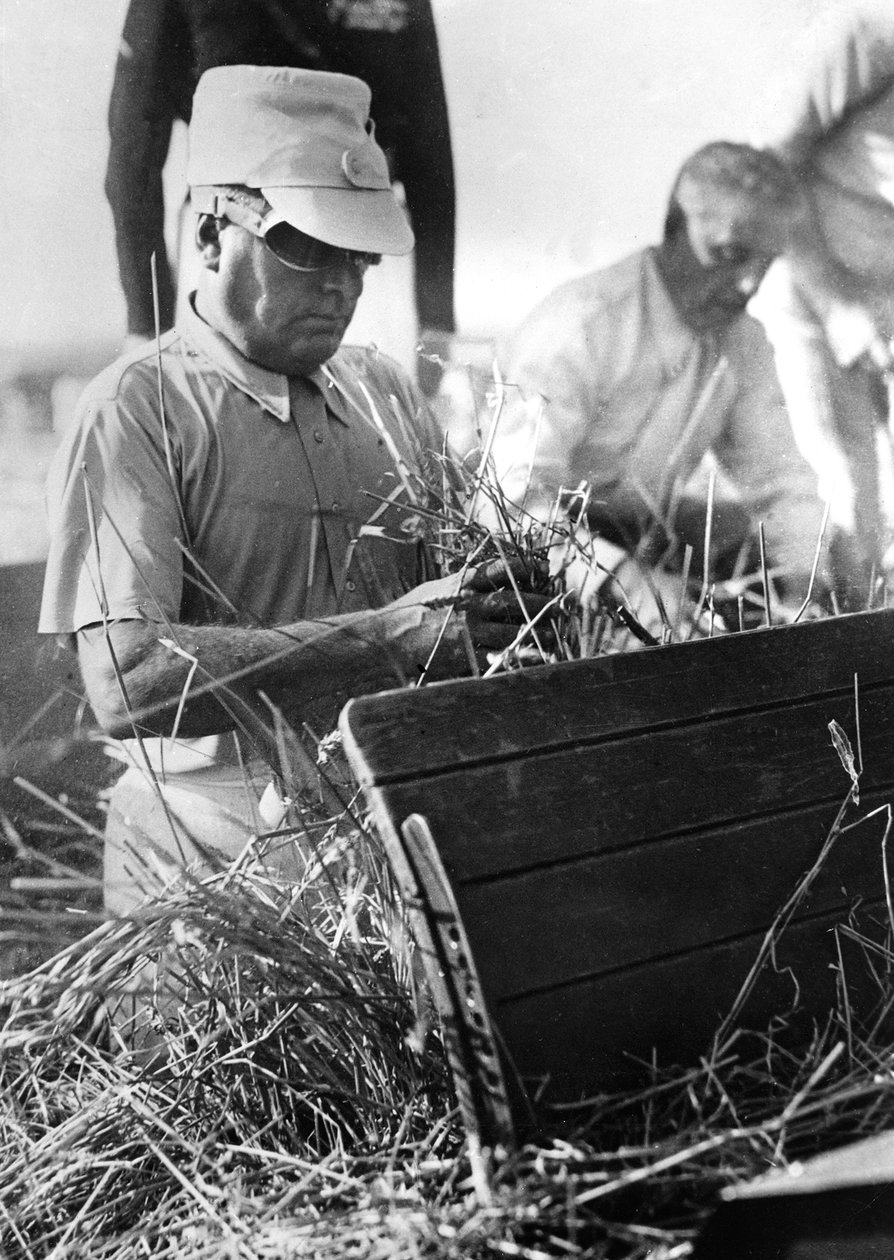 Mussolini Participating in the Wheat Harvest by Achille Villani