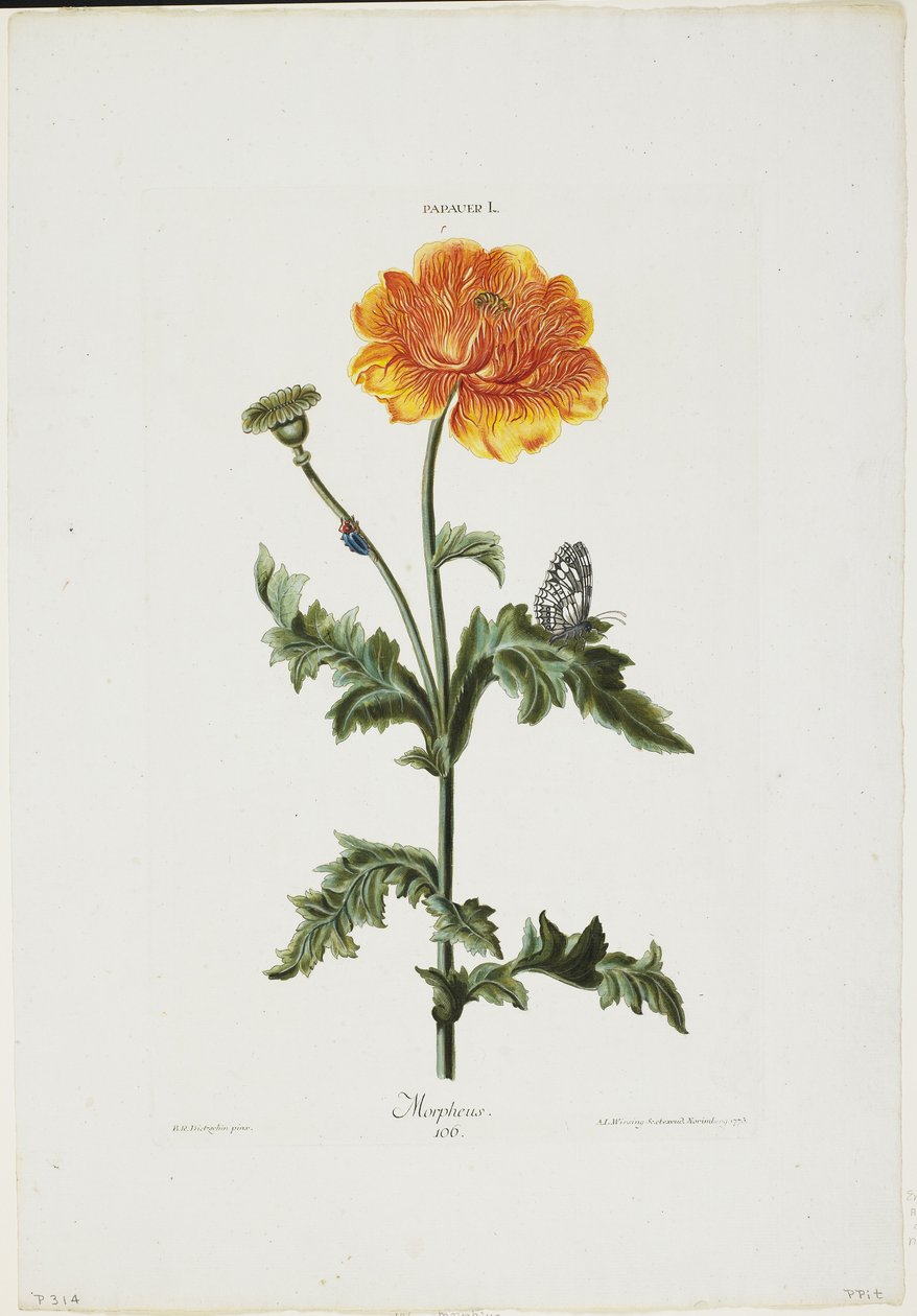 Papauer I. 106. Morpheus, from Hortus Nitidissimis by Adam Louis Wirsing