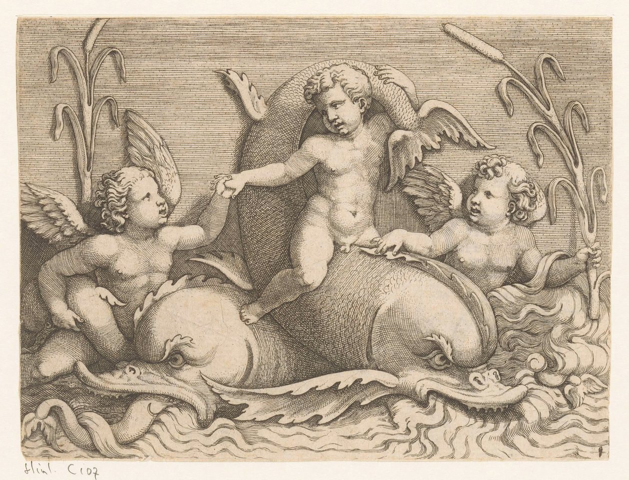 Three Putti with Dolphins by Adamo Scultori