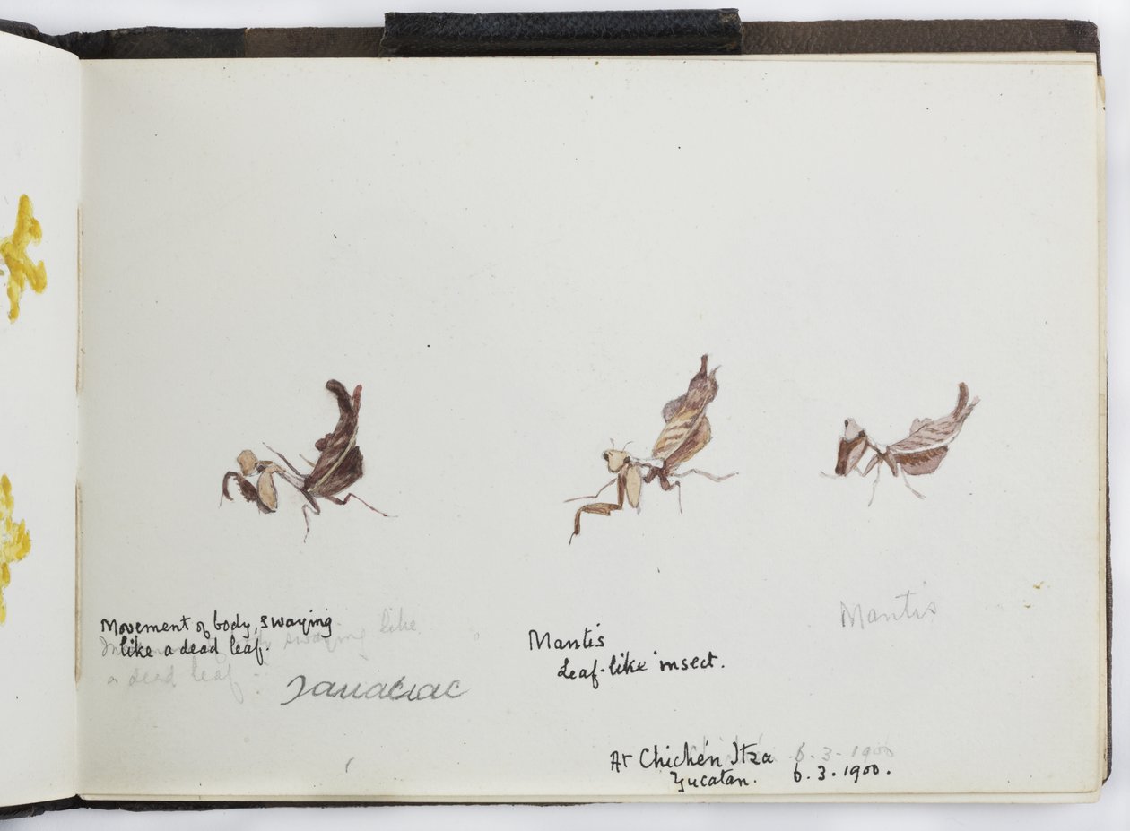 Sketchbook of Drawings and Notes, North and South America (including Mexico) by Adela Breton