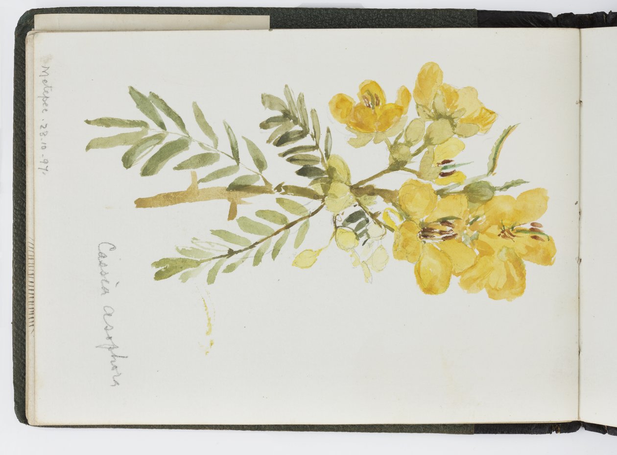 Sketchbook of watercolours, Drawings and Notes, Mexico, 1896-1898 by Adela Breton