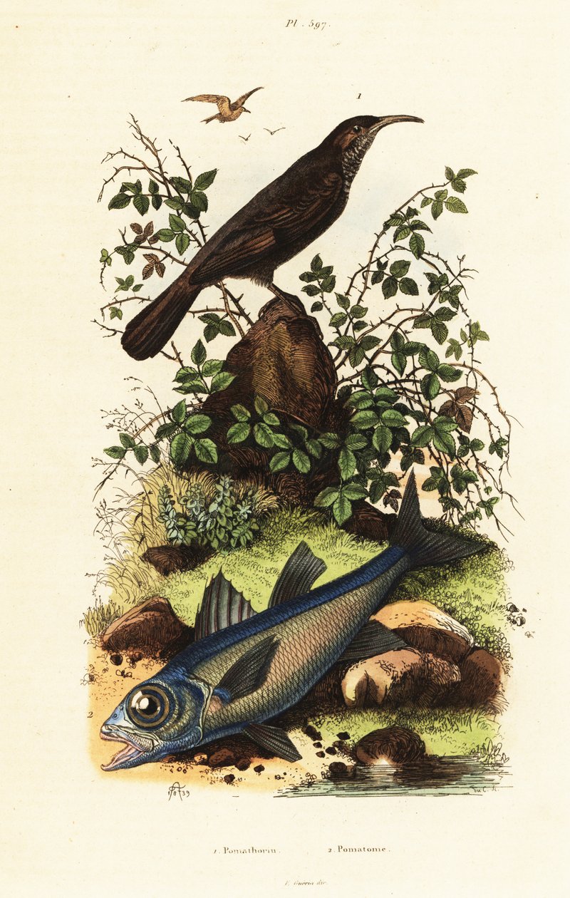 Grey-Crowned Babbler and Black Cardinal Fish by Adolph (after) Fries