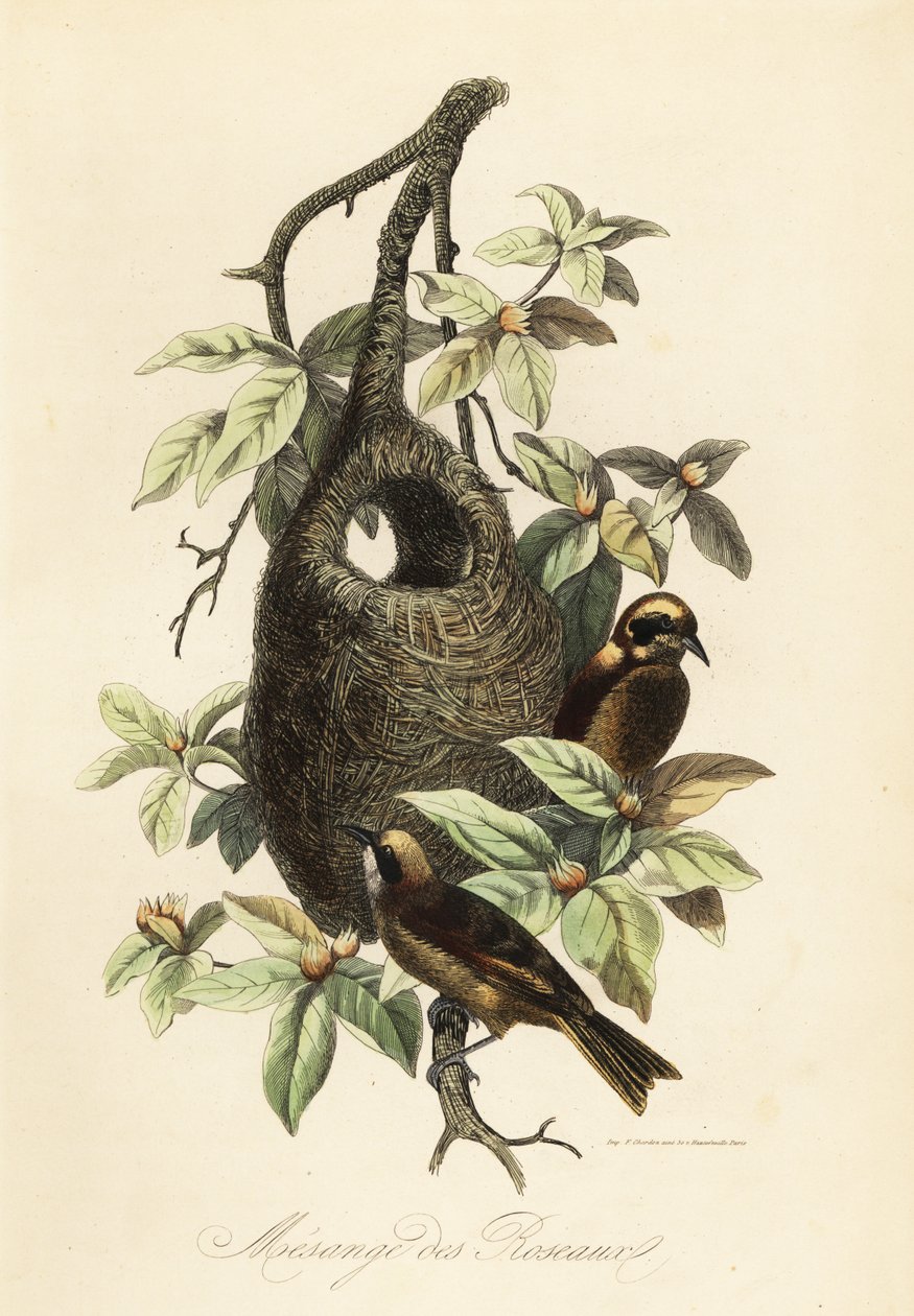 Penduline tit, Remiz pendulinus, and bag nest by Adolph (after) Fries