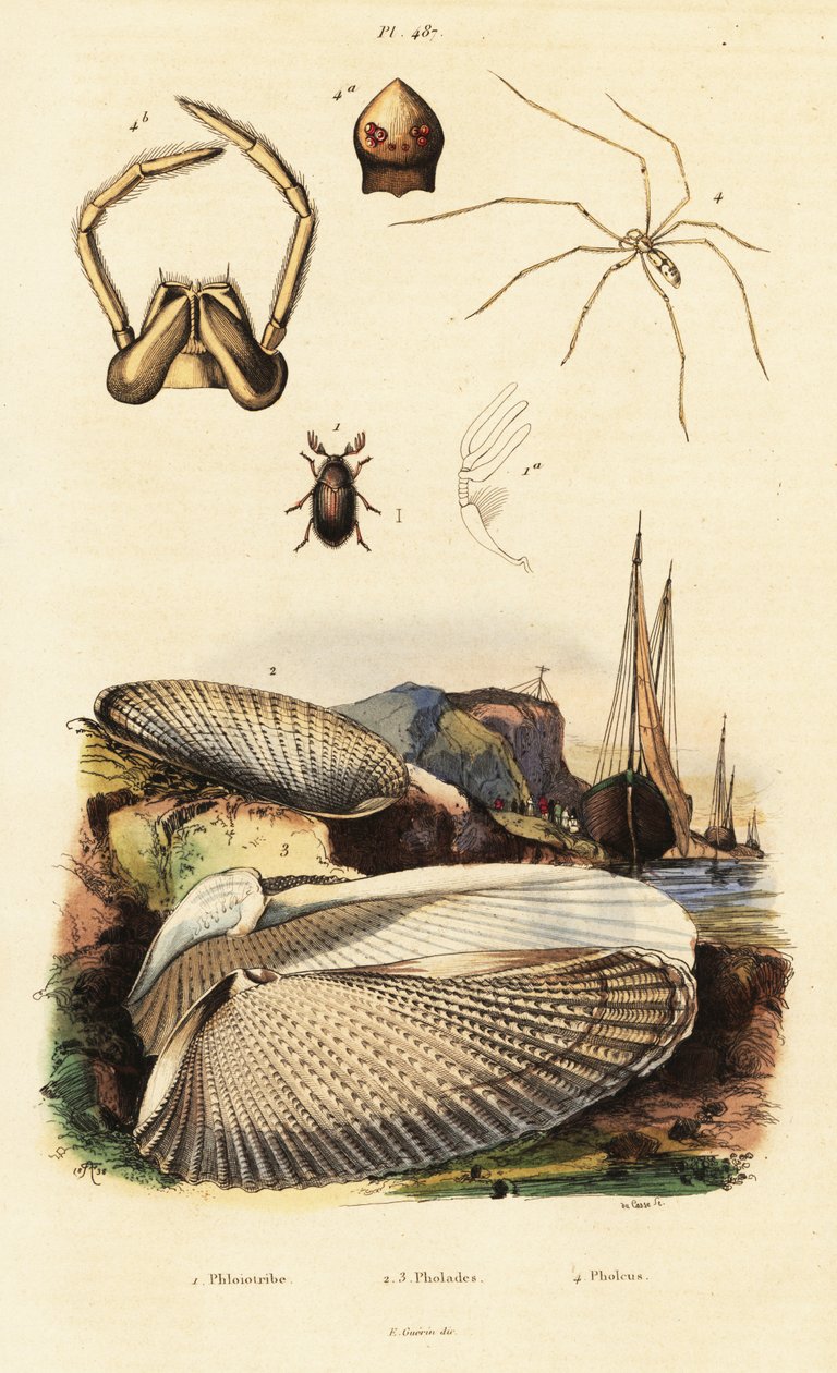 Piddock, Clam, Beetle and Spider by Adolph (after) Fries