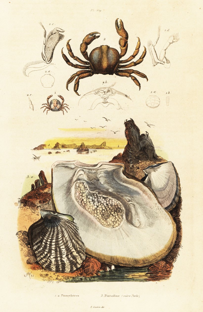 Pin Crabs and Pearl Oyster, 1834-1839 (engraving) by Adolph (after) Fries