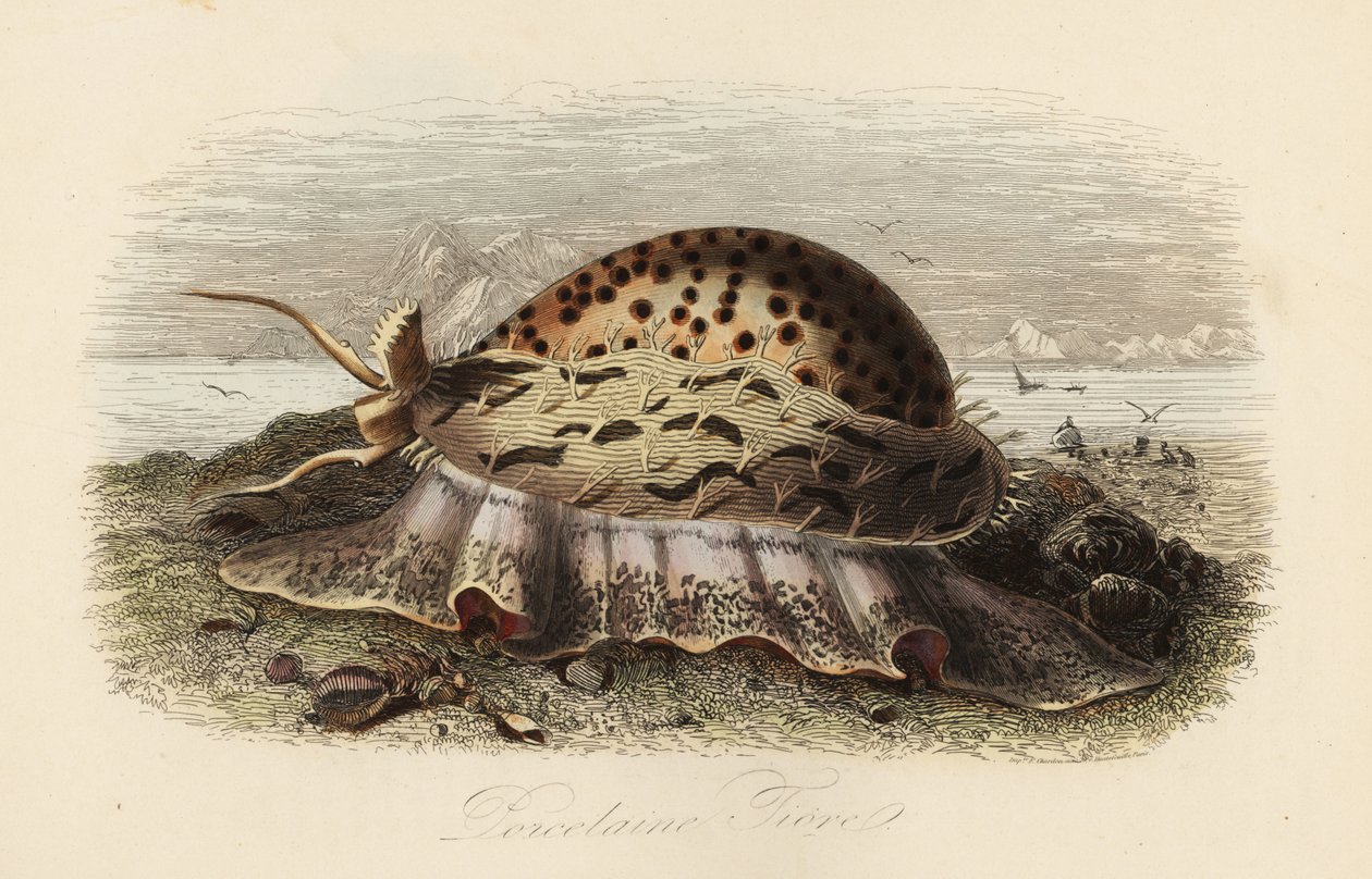 Tiger cowrie by Adolph (after) Fries