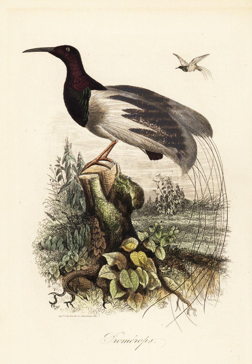 Twelve-wired bird-of-paradise, Seleucidis melanoleucus by Adolph (after) Fries