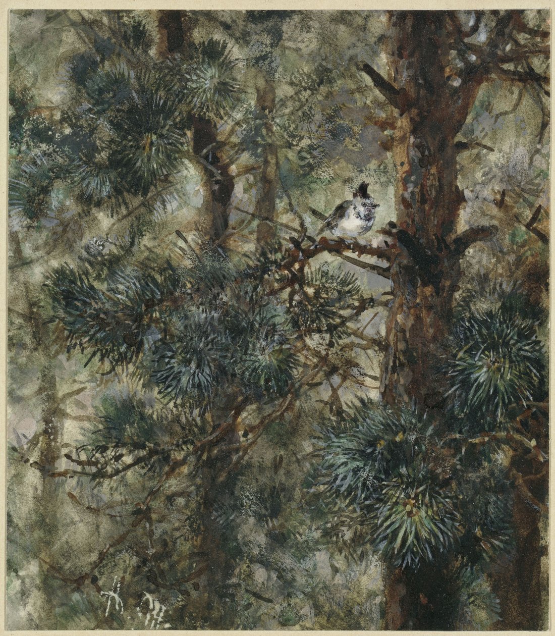 The Crested Tit in Pine Branches. From the "Children