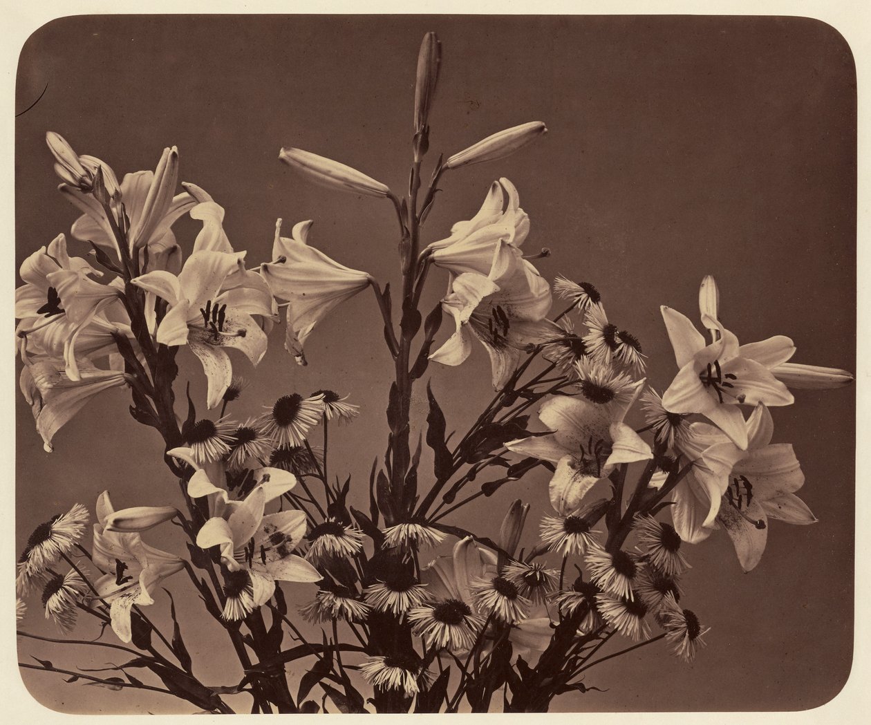 Flowers by Adolphe Braun