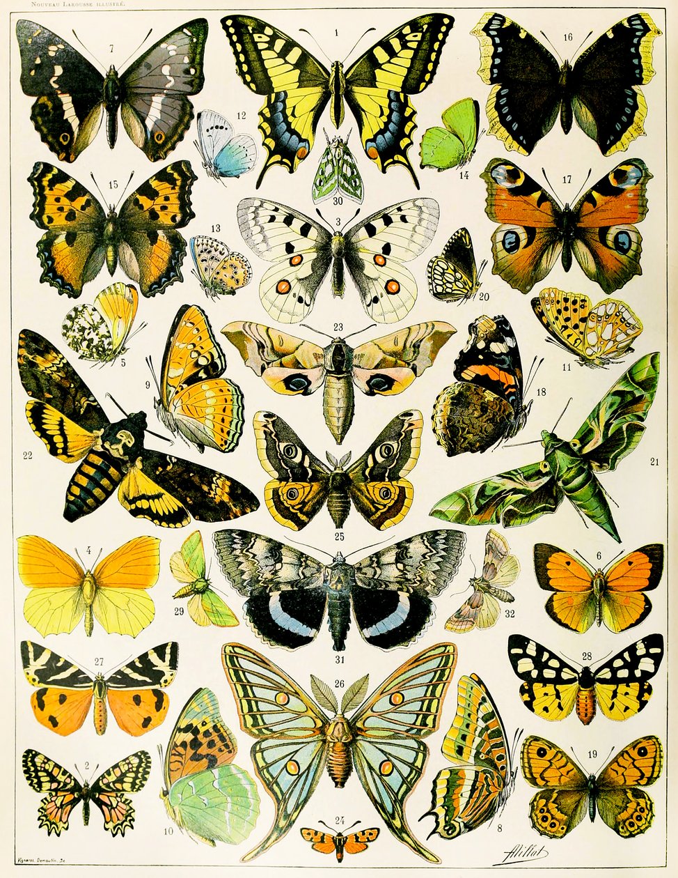 Illustration of Butterflies and Moths by Adolphe Philippe Millot