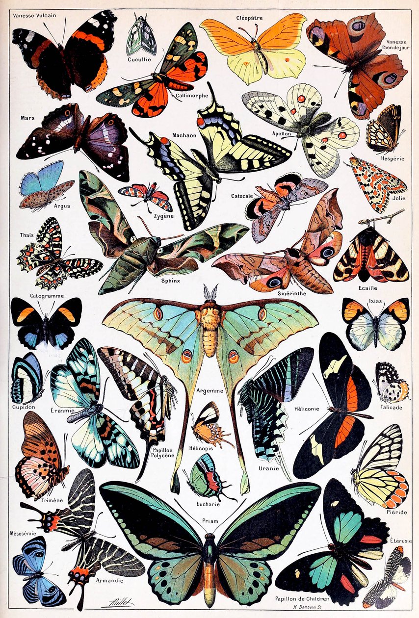Illustration of Butterflies and Moths c.1923 by Adolphe Philippe Millot
