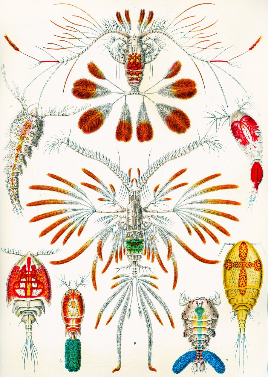 Illustration of Copepods c.1909 by Adolphe Philippe Millot