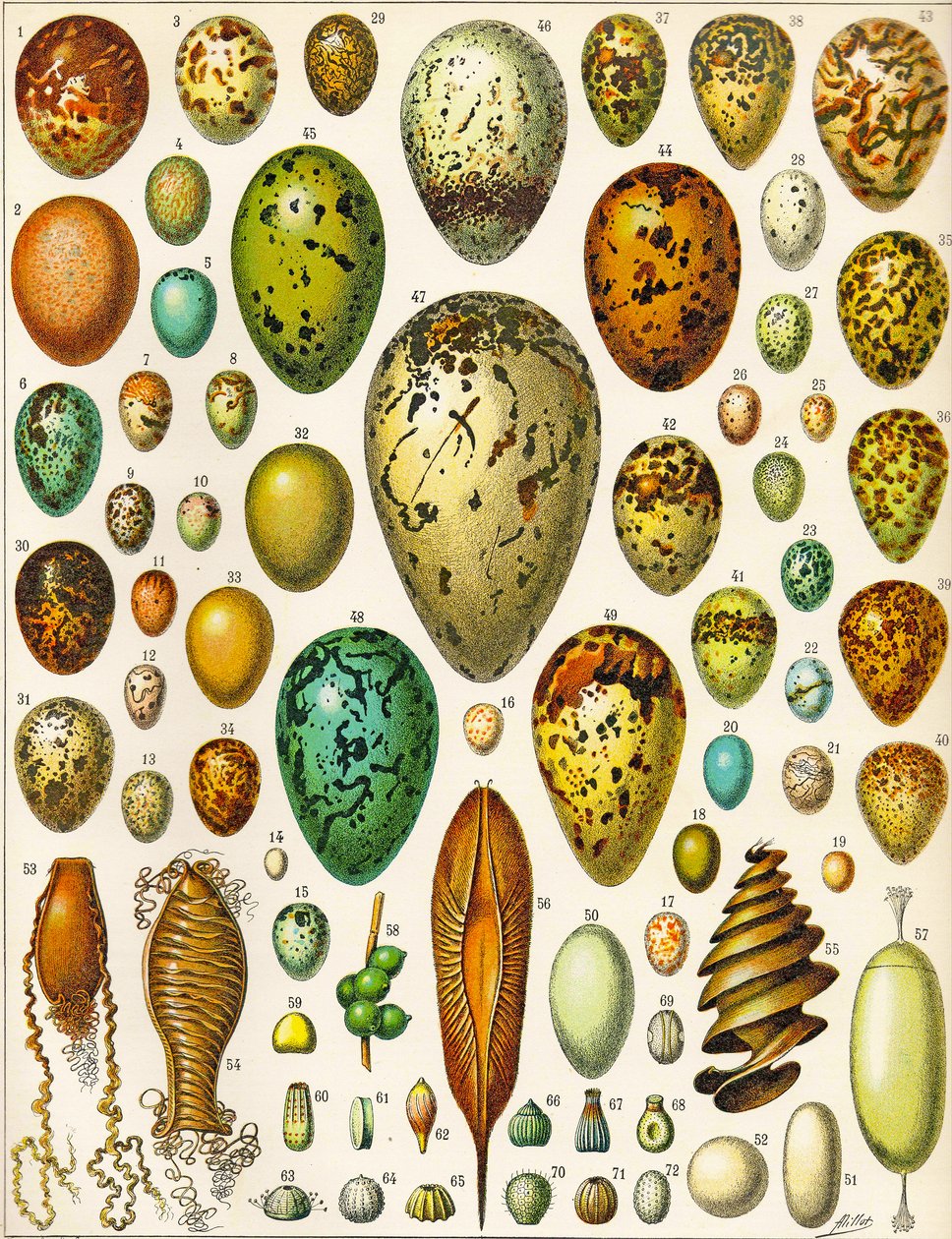 Illustration of Eggs c.1923 by Adolphe Philippe Millot