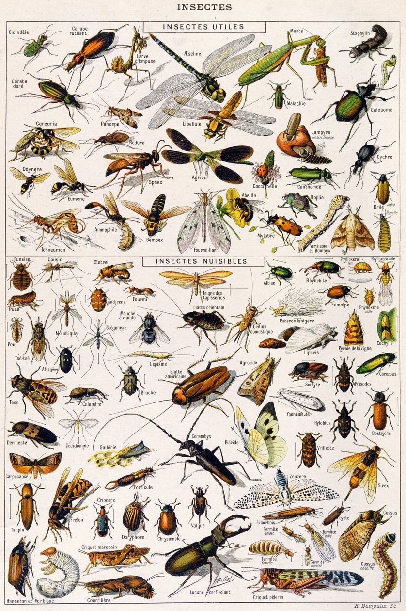 Illustration of useful Insects and insect pests