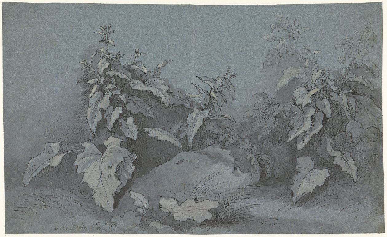 Plant Study by Adriaan Boudewyns